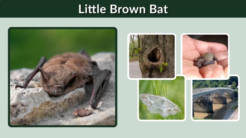 Little Brown Bat: Size, Habitat, Diet, Lifespan & Facts