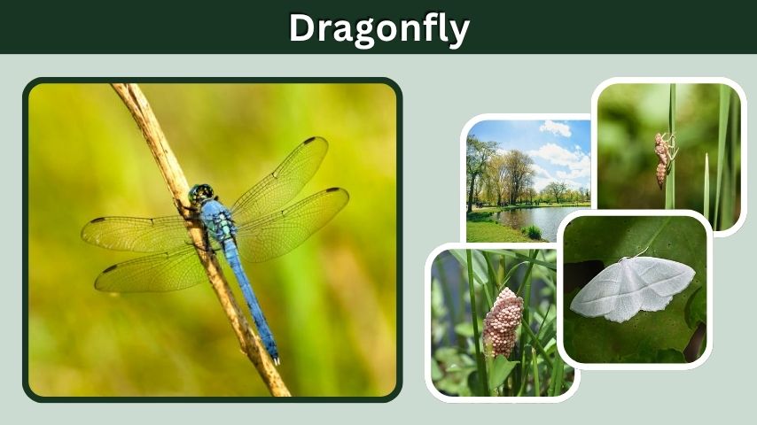 Dragonfly: Habitat, Diet, Life Cycle,  Lifespan, and Facts