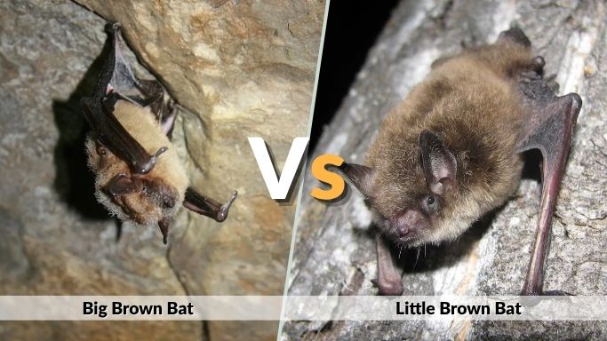 Big Brown Bat vs Little Brown Bat: Key Differences