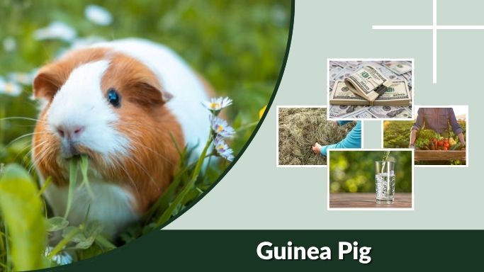 Guinea Pig Care Guide: Food, Cage, Lifespan, and Pet Tips