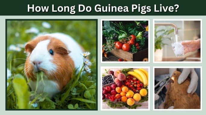How Long Do Guinea Pigs Live? Lifespan and Care Tips
