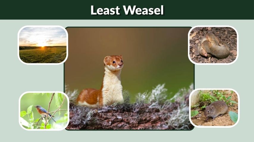 Least Weasel: Lifecycle, Diet, Habitat, Size & Fascinating Facts
