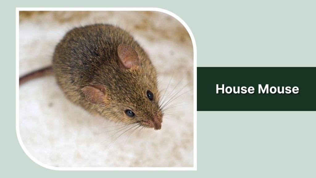 House Mouse