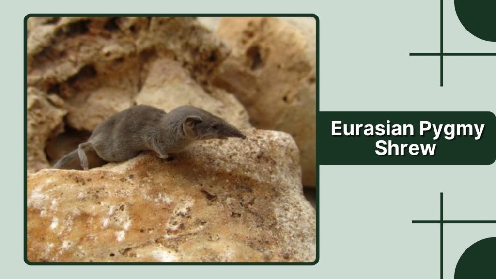  Eurasian Pygmy Shrew