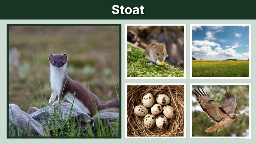 Stoat Animal Guide: Diet, Habitat, Size, and Pet Facts