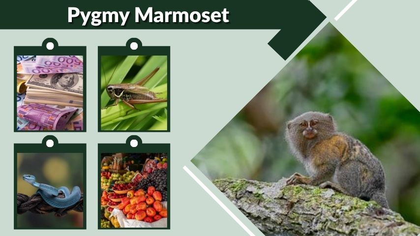 Pygmy Marmoset Facts, Habitat, Diet, Lifespan, and Care
