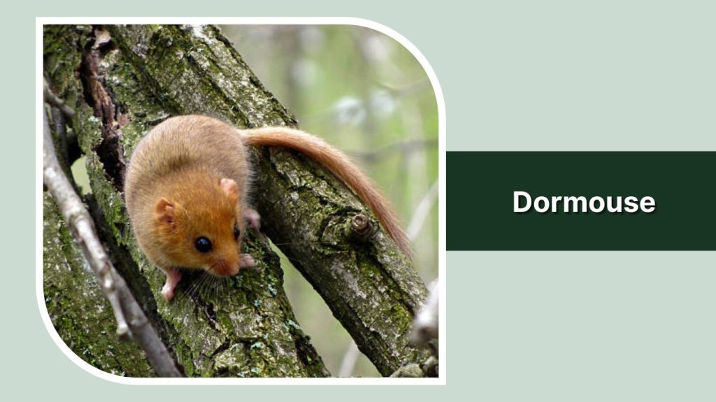  Dormouse