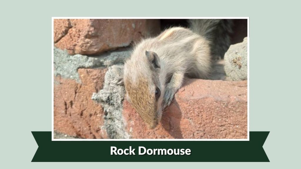 Rock Dormouse