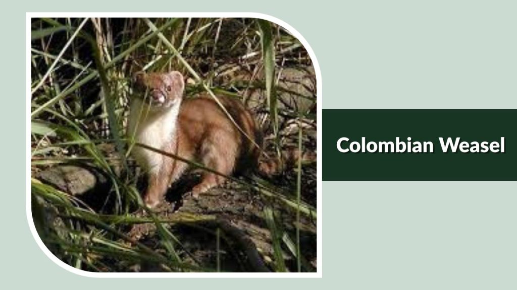 Colombian Weasel
