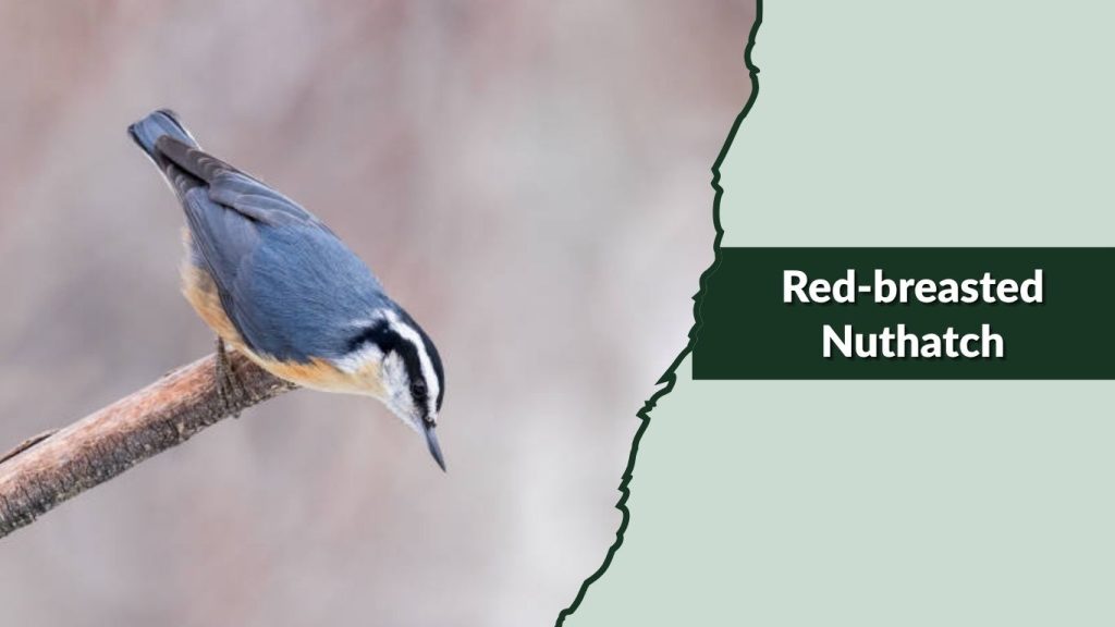 Red-breasted Nuthatch