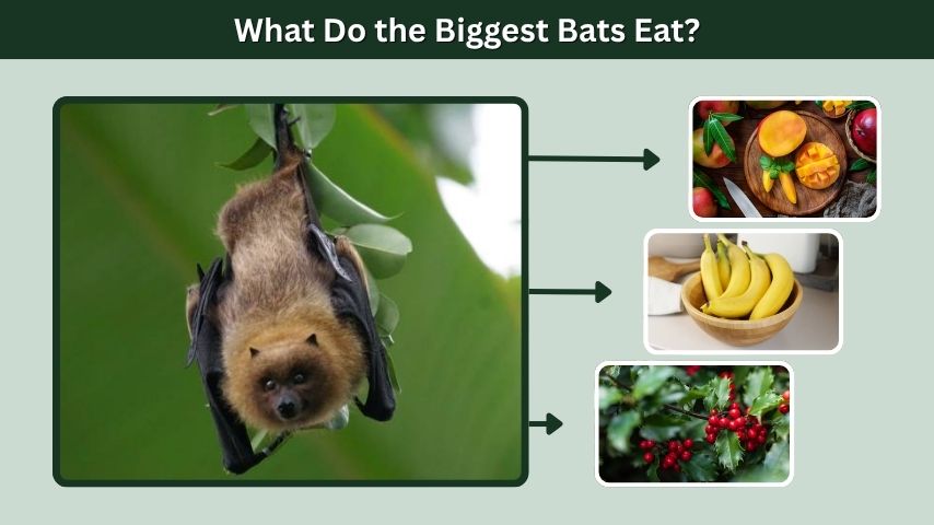 What Do the Biggest Bats Eat?