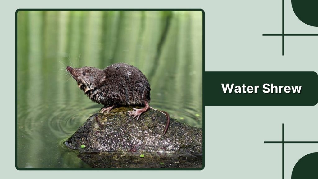 Water Shrew