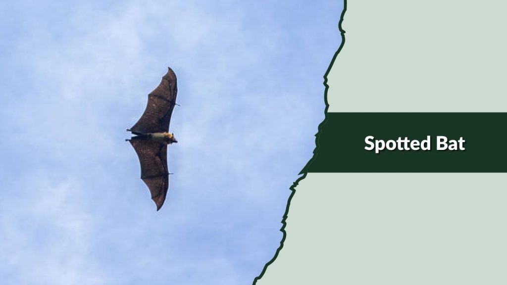 Spotted Bat