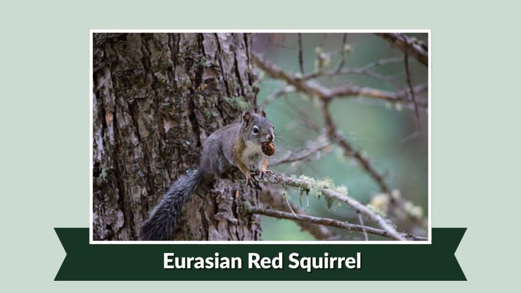 Eurasian Red Squirrel
