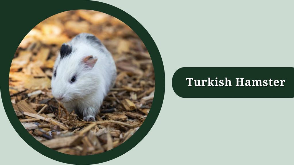 Turkish Hamster