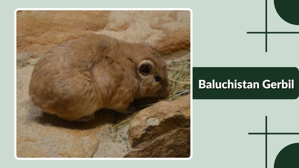Baluchistan Gerbil