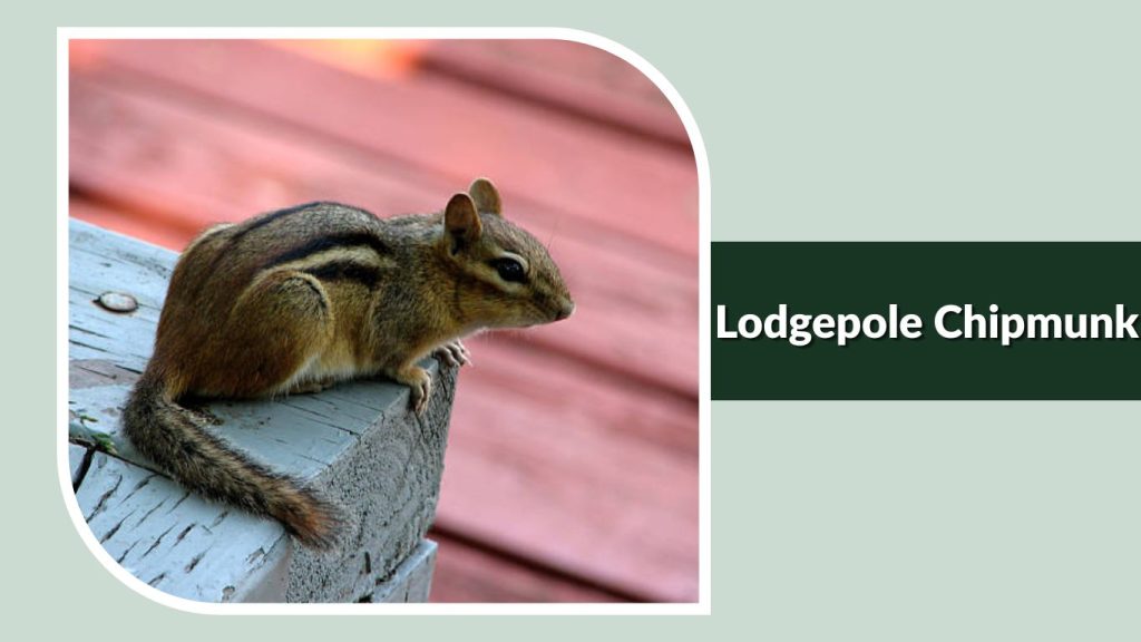  Lodgepole Chipmunk