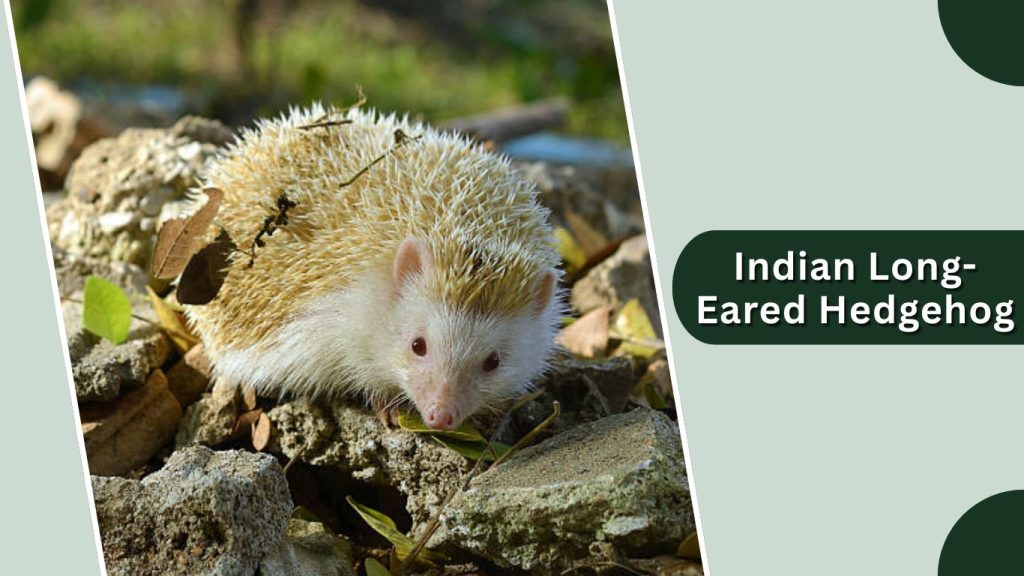 Indian Long-Eared Hedgehog