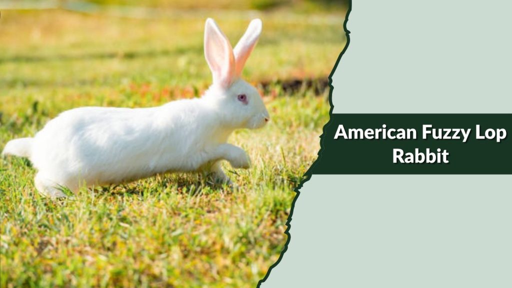 American Fuzzy Lop Rabbit