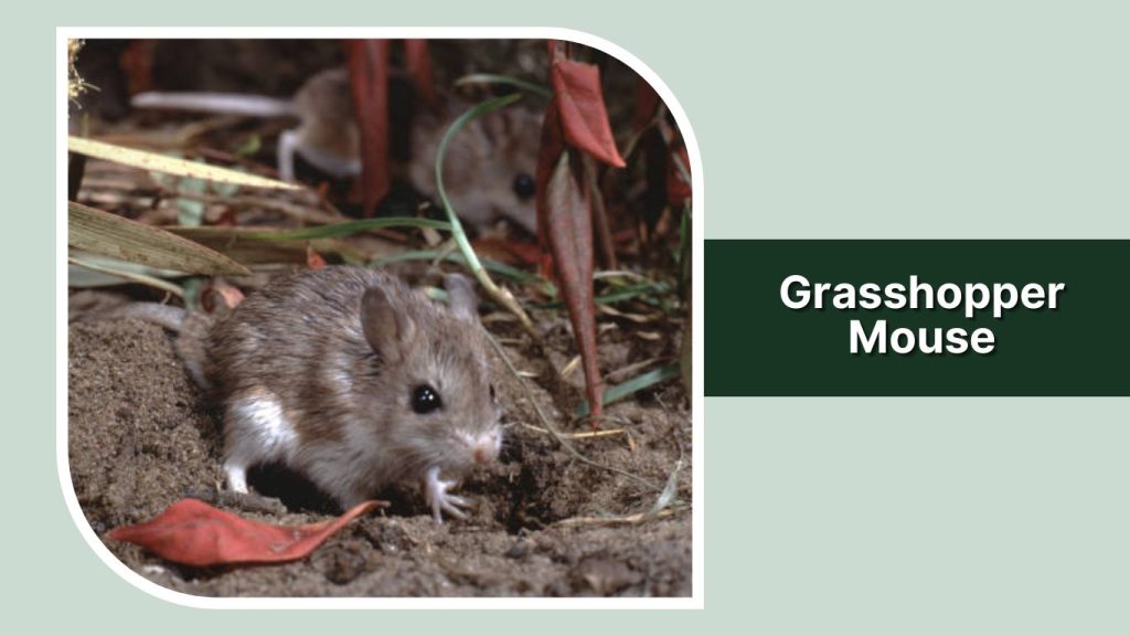  Grasshopper Mouse