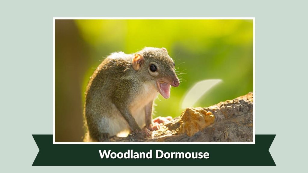  Woodland Dormouse