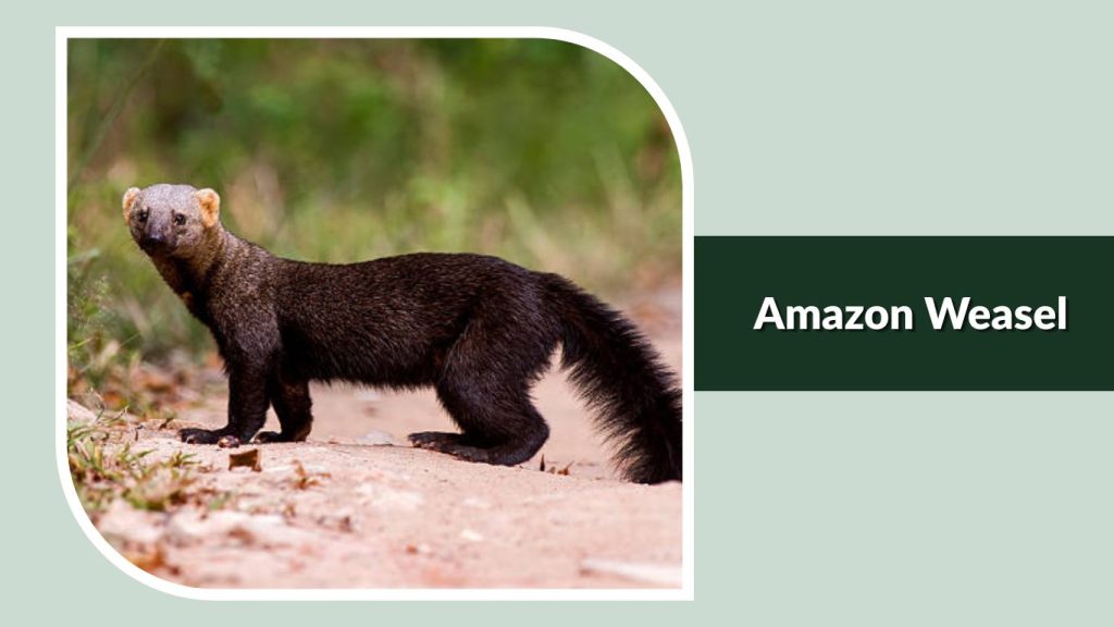 Amazon Weasel