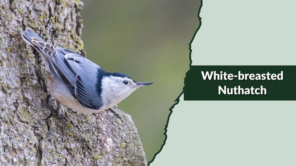 White-breasted Nuthatch