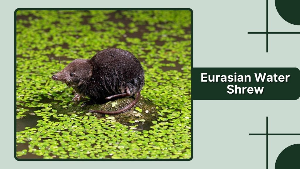  Eurasian Water Shrew