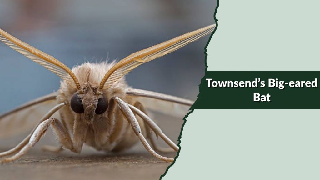 Townsend’s Big-eared Bat