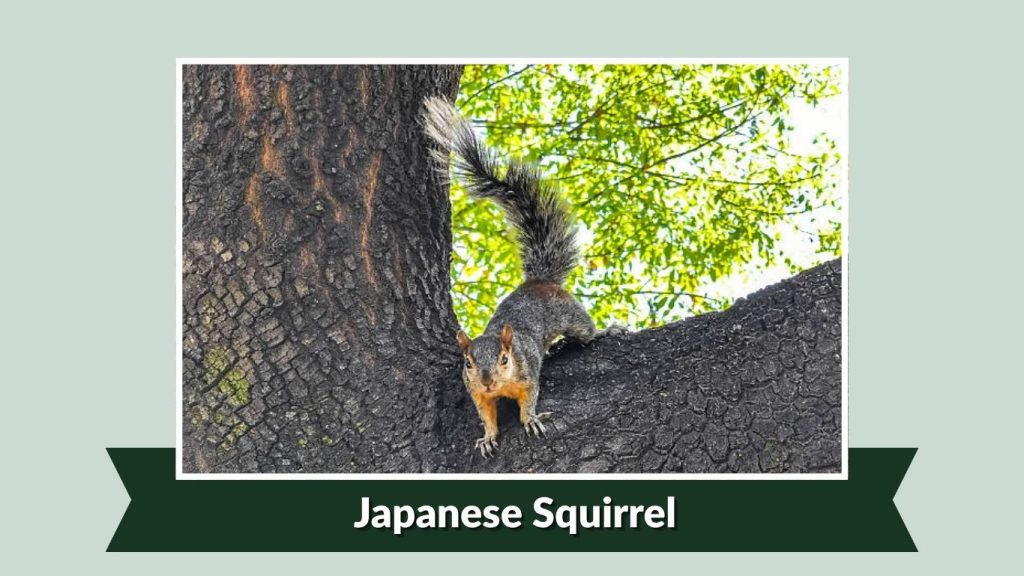 Japanese Squirrel