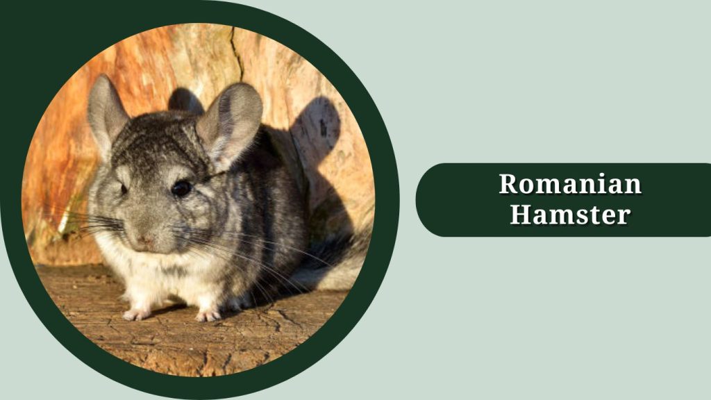 Romanian Hamster