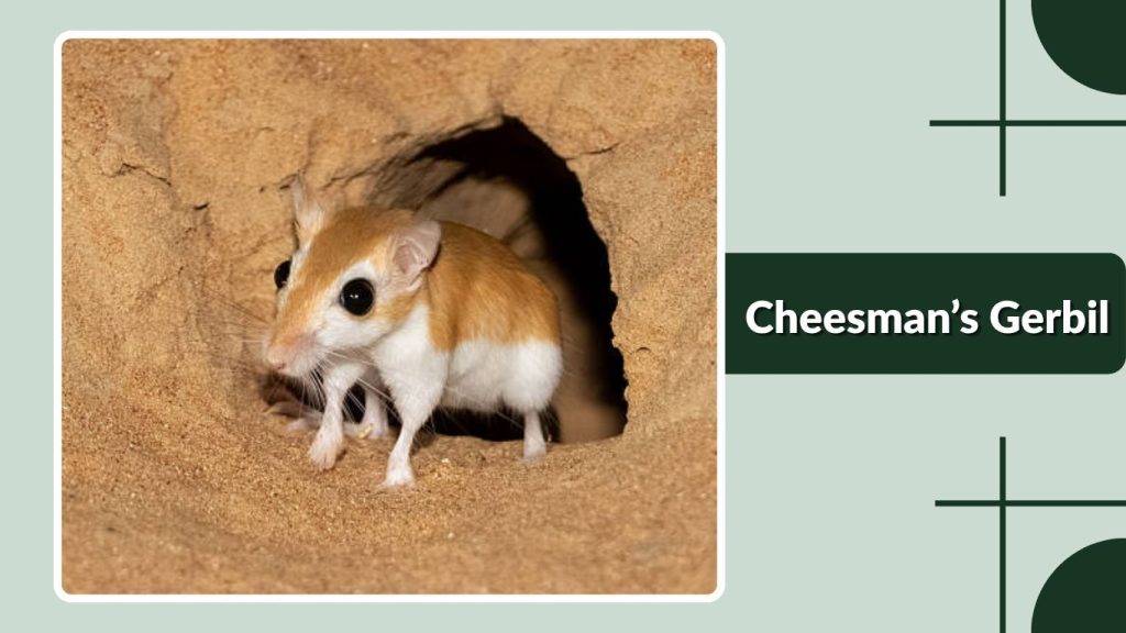 Cheesman’s Gerbil