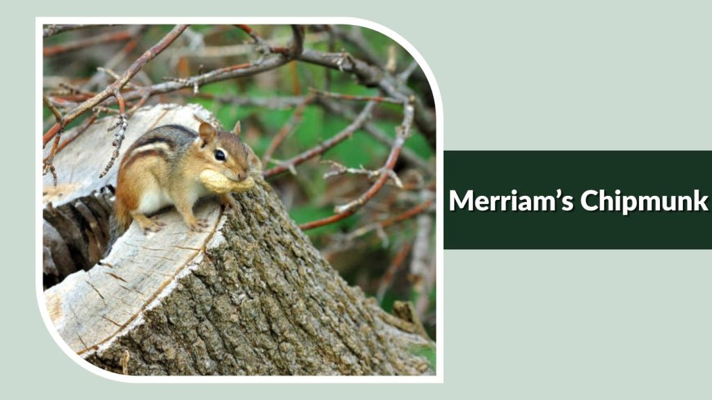 Merriam’s Chipmunk