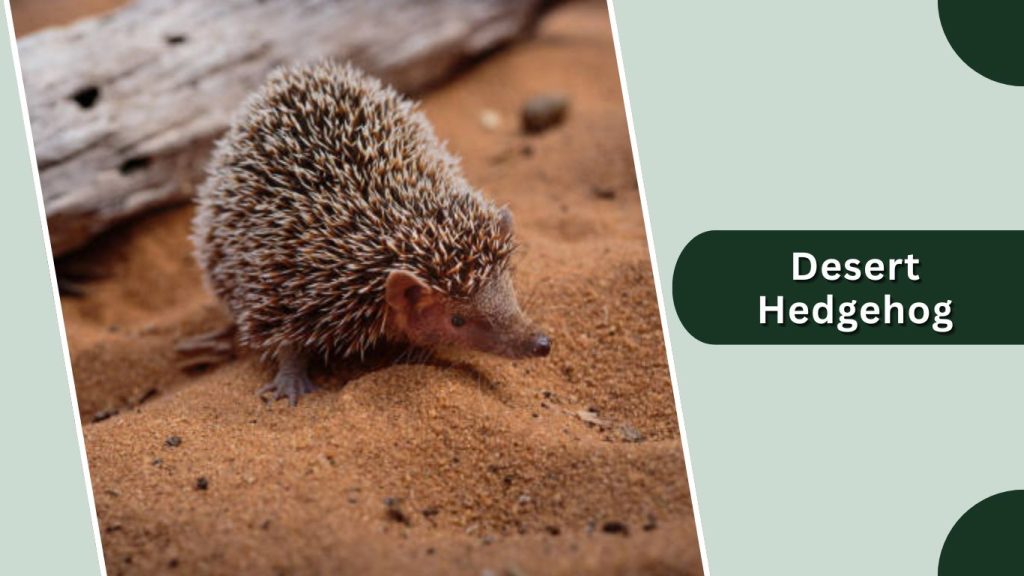 Desert Hedgehog