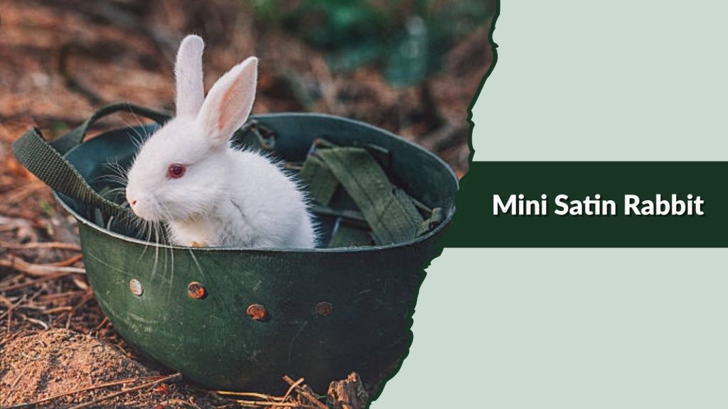 Mini Satin Rabbit