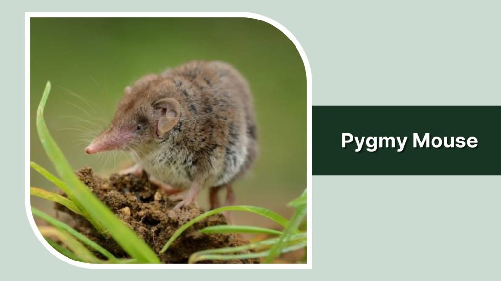 Pygmy Mouse