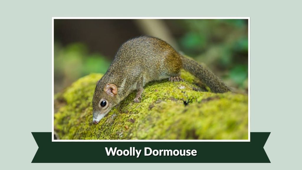  Woolly Dormouse