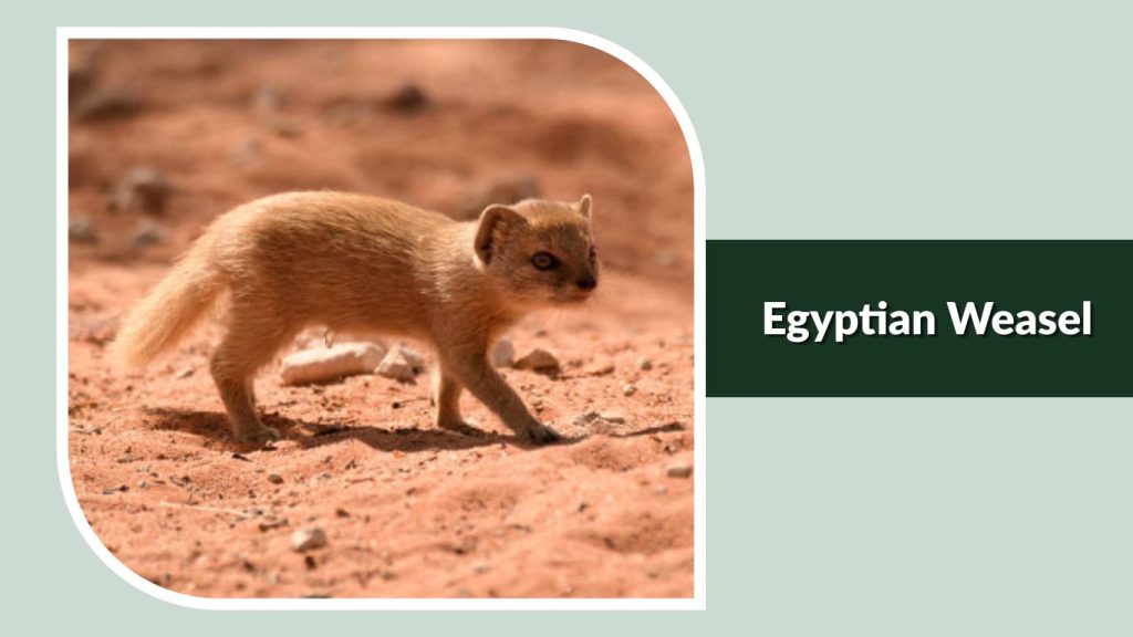 Egyptian Weasel