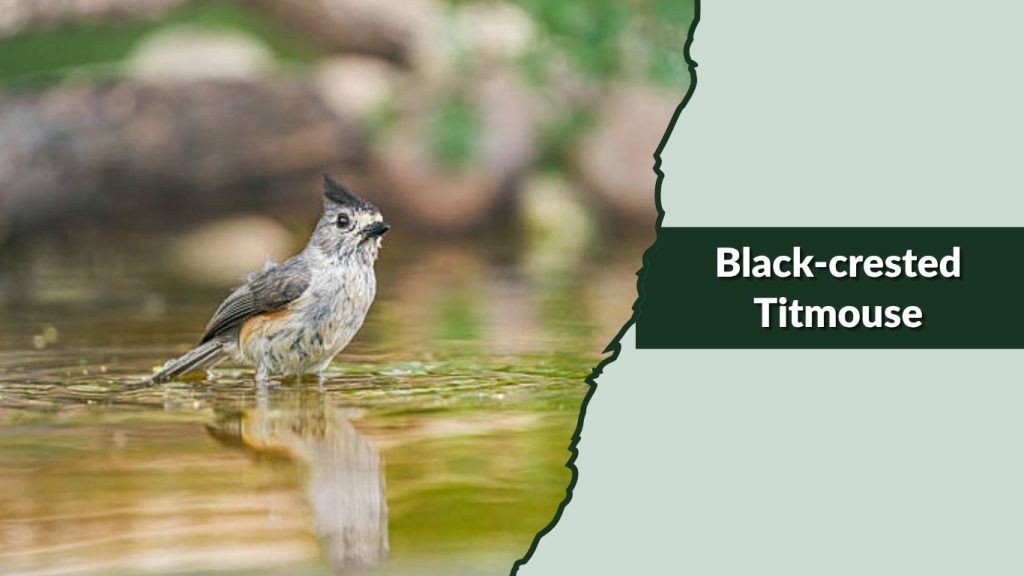 Black-crested Titmouse