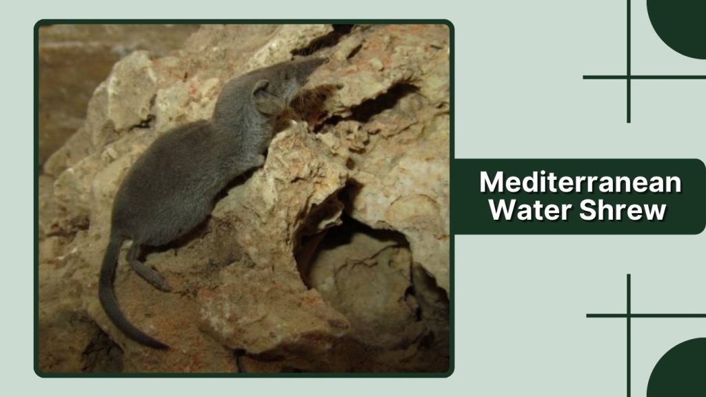  Mediterranean Water Shrew