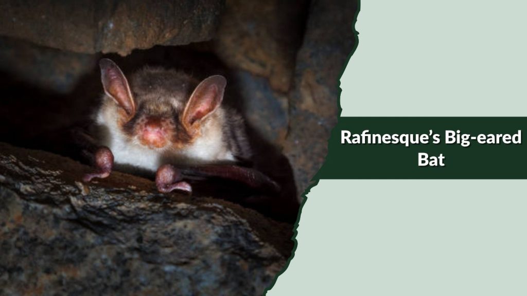  Rafinesque’s Big-eared Bat