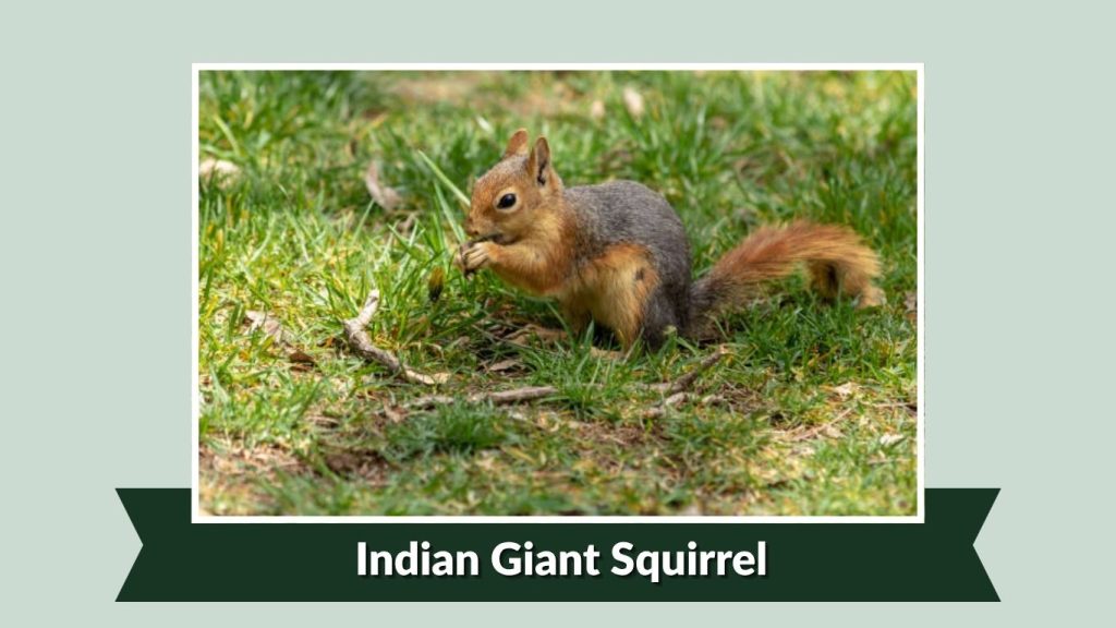  Indian Giant Squirrel