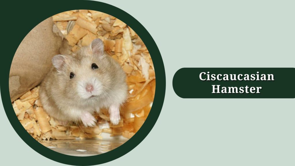 Ciscaucasian Hamster