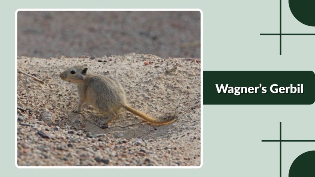 Wagner’s Gerbil