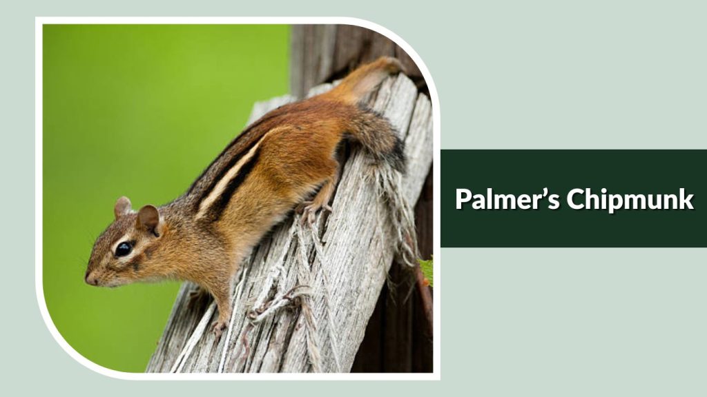 Palmer’s Chipmunk