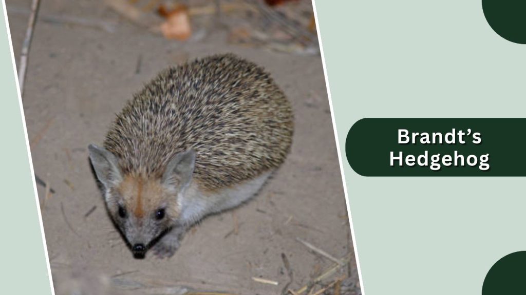 Brandt’s Hedgehog