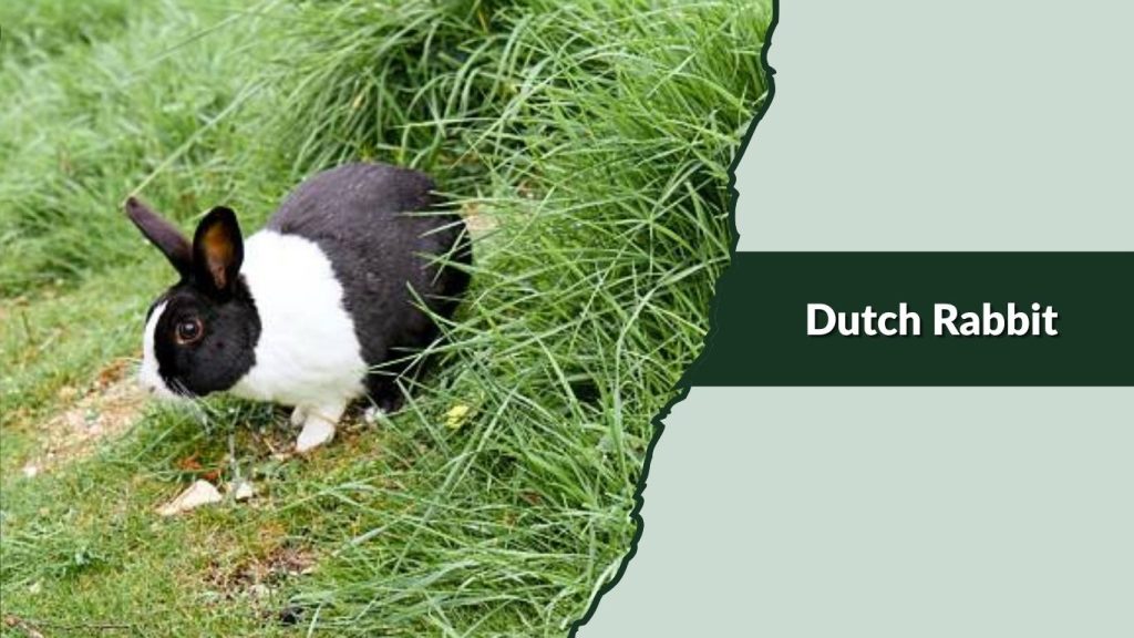 Dutch Rabbit