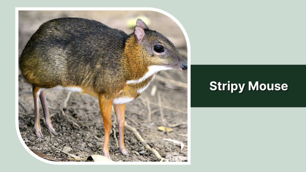 Stripy Mouse