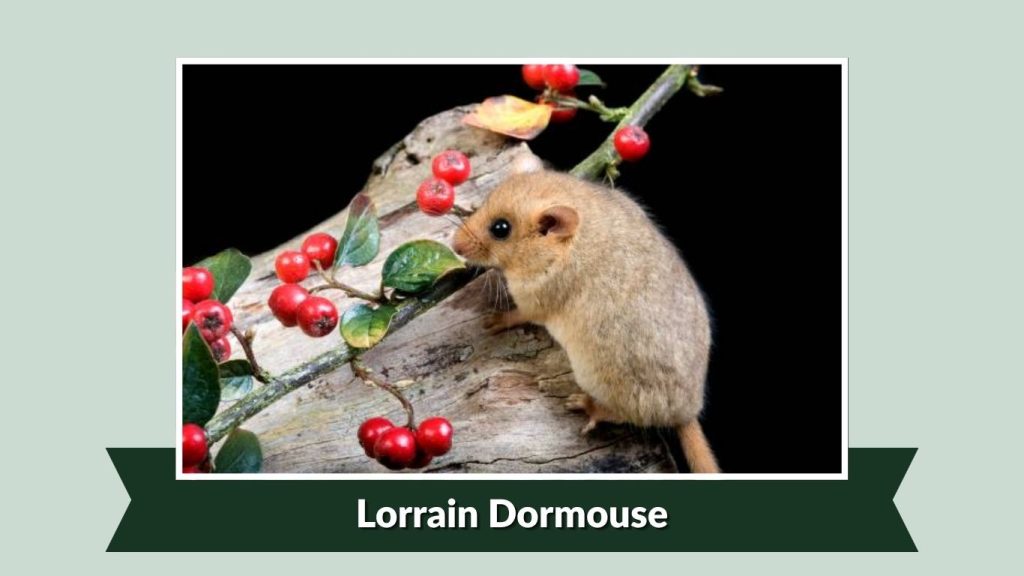  Lorrain Dormouse