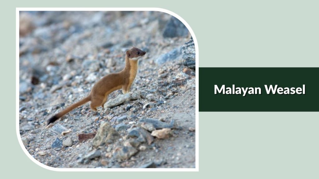  Malayan Weasel